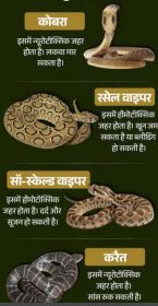 खतरनाक सांप, बचाव और उपचार के उपाय